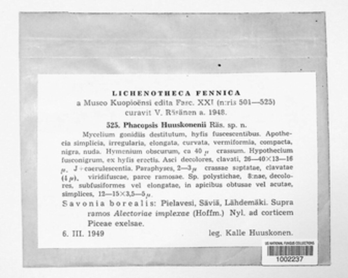 Protousnea huuskonenii image